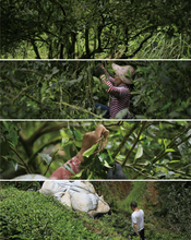 Load image into Gallery viewer, Chunshe Tea House's 2025 Spring Snake Blessing New Year Tea Gift