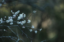 Load image into Gallery viewer, Plum Spirit Meets Cliff Charm: A Tasting Note of Tongxin She's 2025 Ancient Old Bush Xiangtianmei Oolong
北斗峰老枞向天梅