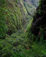 Load image into Gallery viewer, The limited-edition rock tea "Ku Mu Feng Chun Rou Gui" of Tongxin She Teahouse, to experience the charm of Wuyi rock tea.