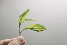 Load image into Gallery viewer, Honey Orchid Fragrance Wraps Winter Warmth | Tongxin She 2025 Phoenix Dancong Christmas Limited Gift Box, Presenting the Heartfelt Gift of Time-Honored Tea 蜜兰香