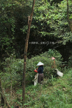 Load image into Gallery viewer, Tongxin She Teahouse Launches New Wuyi Tongmuguan "Peach-Flavored Black Tea"蜜桃红茶