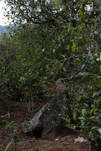 Load image into Gallery viewer, "2024 Bangdong·Barren Mountain Ancient Tree Pu'er Sheng Tea"邦东·荒山古树普洱生茶.
