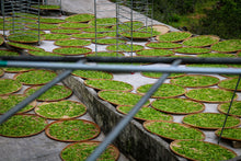 Load image into Gallery viewer, Phoenix Dancong rare variety "Shi Li Xiang  Dancong"/十里香