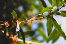 Load image into Gallery viewer, 2023 "Osmanthus Black Tea"/桂花红茶