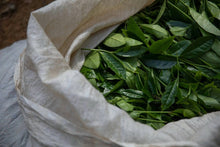 Load image into Gallery viewer, Tongxin She 2021 Jin Jiao Yi Shui Xian: A Rare Tea with the Charm of Time