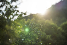 Load image into Gallery viewer, "Ancient tree Tuberose Fragrance dancong oolong".古树夜来香/Gu Shu Ye Lai Xiang.