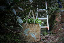 Load image into Gallery viewer, 2023 Niu Lan Keng Rou Gui/牛栏坑肉桂。