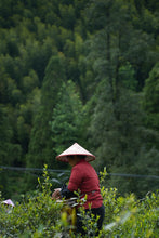 Load image into Gallery viewer, Smoke Penetrates the Leaf, Longan Sweetness Lingers Tongxin She’s 2023 Tongmuguan Smoked Lapsang Souchong Four Years of Aging, Returning to the Origin of Black Tea烟熏小种/YAn XUN XIAO ZHONG