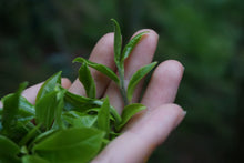 Load image into Gallery viewer, Yi Bang PuerSheng Tea Ancient Tree Cat's Ear/猫耳朵古树普洱生茶.