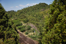 Load image into Gallery viewer, 2020 Traditional Wuyi Rock Tea "Wu Yuan Jian Rou Gui"