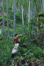 Load image into Gallery viewer, The 19th Black Tea Competition of Wuyishan Tea Bureau/First Prize "Wilderness Da Chi Gan"