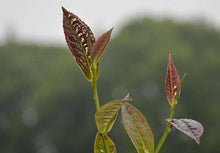 Load image into Gallery viewer, Dahongpao’s “illegitimate son”—Purple Hong Pao/紫红袍