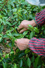 Load image into Gallery viewer, Tongxin Tea House March Trip to Yixing | Tasting the First-Pick Yangxian Xueya,The Spring Freshness Hidden in the Capital of Zisha