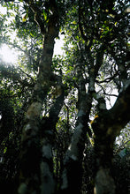 Load image into Gallery viewer, 2023 Song Zhong from the 200-year-old DaAn Ancient Tea Garden.