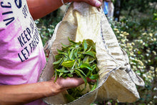 Load image into Gallery viewer, Tongxin She Teahouse's Treasured Recommendation: 2017 Naka Ancient Tree Single-Plant Raw Pu'er Tea
