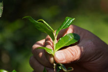 Load image into Gallery viewer, New Product Launch | Handmade by Intangible Cultural Heritage Inheritor Wang Guoxing, 2025 Matouyan Rougui "Horse Meat" Makes a Grand Debut 马头岩肉桂