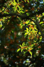 Load image into Gallery viewer, 2023 "Osmanthus Black Tea"/桂花红茶