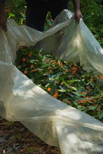 Load image into Gallery viewer, 2023 "Osmanthus Black Tea"/桂花红茶