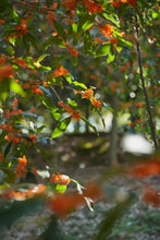 Load image into Gallery viewer, 2023 "Osmanthus Black Tea"/桂花红茶