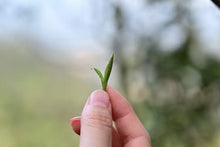 Load image into Gallery viewer, New Arrival | 2025 Taimu Mountain Baihao Yinzhen, the Noble of White Tea, Makes a Stunning Debut