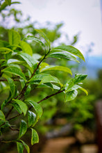 Load image into Gallery viewer, 2023 Phoenix Dan Cong "Da An Bamboo Leaf Fragrance"大庵竹叶香.