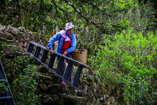 Load image into Gallery viewer, 2023 "Wudong Honey Peach Fragrance Dancong"/水蜜桃🍑单丛