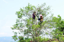 Load image into Gallery viewer, 2023 "Wudong Honey Peach Fragrance Dancong"/水蜜桃🍑单丛