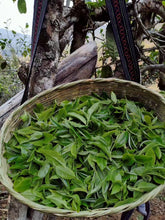 Load image into Gallery viewer, Guafengzhai Tea King Tree Ancient Tree Shengpusan 2017