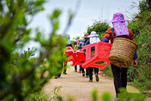 Load image into Gallery viewer, 2023 "Wudong Honey Peach Fragrance Dancong"/水蜜桃🍑单丛