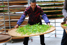 Load image into Gallery viewer, 2023 Phoenix Dan Cong "Da An Bamboo Leaf Fragrance"大庵竹叶香.