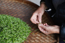 Load image into Gallery viewer, 2023 Tong Mu Guan Jin Jun Mei