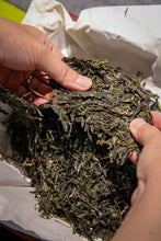 Load image into Gallery viewer, 2023 Ma Hei Gu Shu Puer Sheng Tea