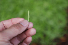 Load image into Gallery viewer, 2023 Tong Mu Guan Jin Jun Mei