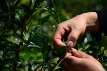 Load image into Gallery viewer, 2023 Tong Mu Guan Jin Jun Mei