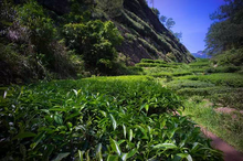 Load image into Gallery viewer, 2022 Wuyi Rock Tea "Small Niu Rou ”小牛肉。
