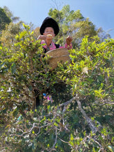 Load image into Gallery viewer, Guafengzhai Tea King Tree Ancient Tree Shengpusan 2017