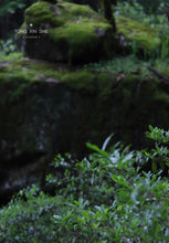 Load image into Gallery viewer, 2023 Tung Mu Guan Bamboo Forest Wild Black Tea.