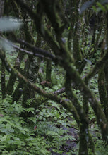 Load image into Gallery viewer, 2023 Tung Mu Guan Bamboo Forest Wild Black Tea.