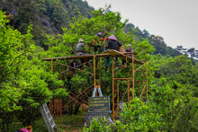 Load image into Gallery viewer, 2023 "Wudong Honey Peach Fragrance Dancong"/水蜜桃🍑单丛