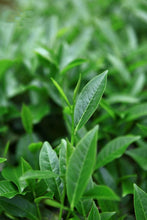 Load image into Gallery viewer, 2022 Small Wu Yi Rou Gui/小武夷肉桂。