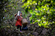 Load image into Gallery viewer, 2023 "Wudong Honey Peach Fragrance Dancong"/水蜜桃🍑单丛