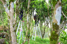 Load image into Gallery viewer, 2023 "Wudong Honey Peach Fragrance Dancong"/水蜜桃🍑单丛