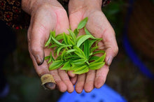 Load image into Gallery viewer, 2023 "Wudong Honey Peach Fragrance Dancong"/水蜜桃🍑单丛