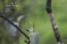 Load image into Gallery viewer, 2023 Charcoal Roasted White Tea "Bai Hao Yin Zhen"