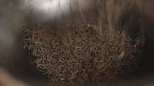 Load image into Gallery viewer, 2023 Tung Mu Guan Bamboo Forest Wild Black Tea.