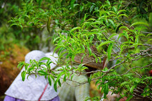 Load image into Gallery viewer, 2023 Phoenix Dan Cong "Da An Bamboo Leaf Fragrance"大庵竹叶香.