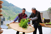 Load image into Gallery viewer, 2023 Phoenix Dan Cong "Da An Bamboo Leaf Fragrance"大庵竹叶香.