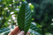 Load image into Gallery viewer, Guafengzhai Tea King Tree Ancient Tree Shengpusan 2017