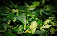 Load image into Gallery viewer, 2023 Wuyi rock tea "Mao Cha" tasting pack / limited to 1 bag / 8g.