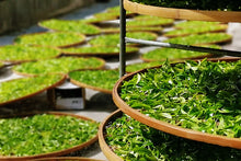 Load image into Gallery viewer, 2023 Phoenix Dan Cong "Da An Bamboo Leaf Fragrance"大庵竹叶香.